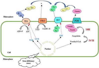 Research progress on iron absorption, transport, and molecular regulation strategy in plants
